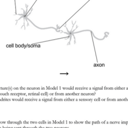 Cell size pogil answer key