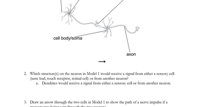 Cell size pogil answer key