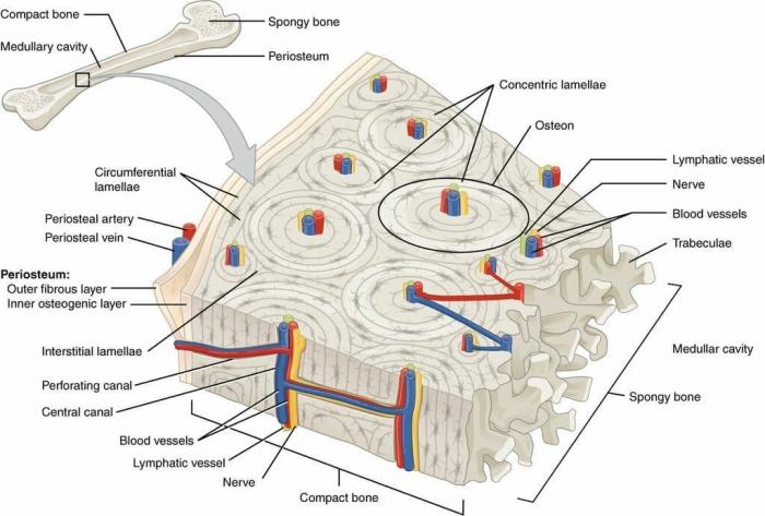 Bone volkmann osteon canals compact canal haversian osteons anatomy britannica photomicrograph label made units long hc perpendicular vc run which