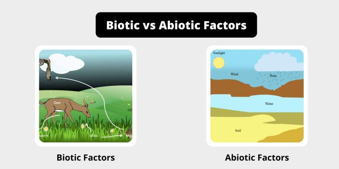 Biotic abiotic chessmuseum