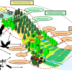 Active reading what is biodiversity answer key