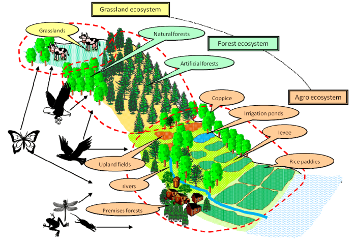 Active reading what is biodiversity answer key